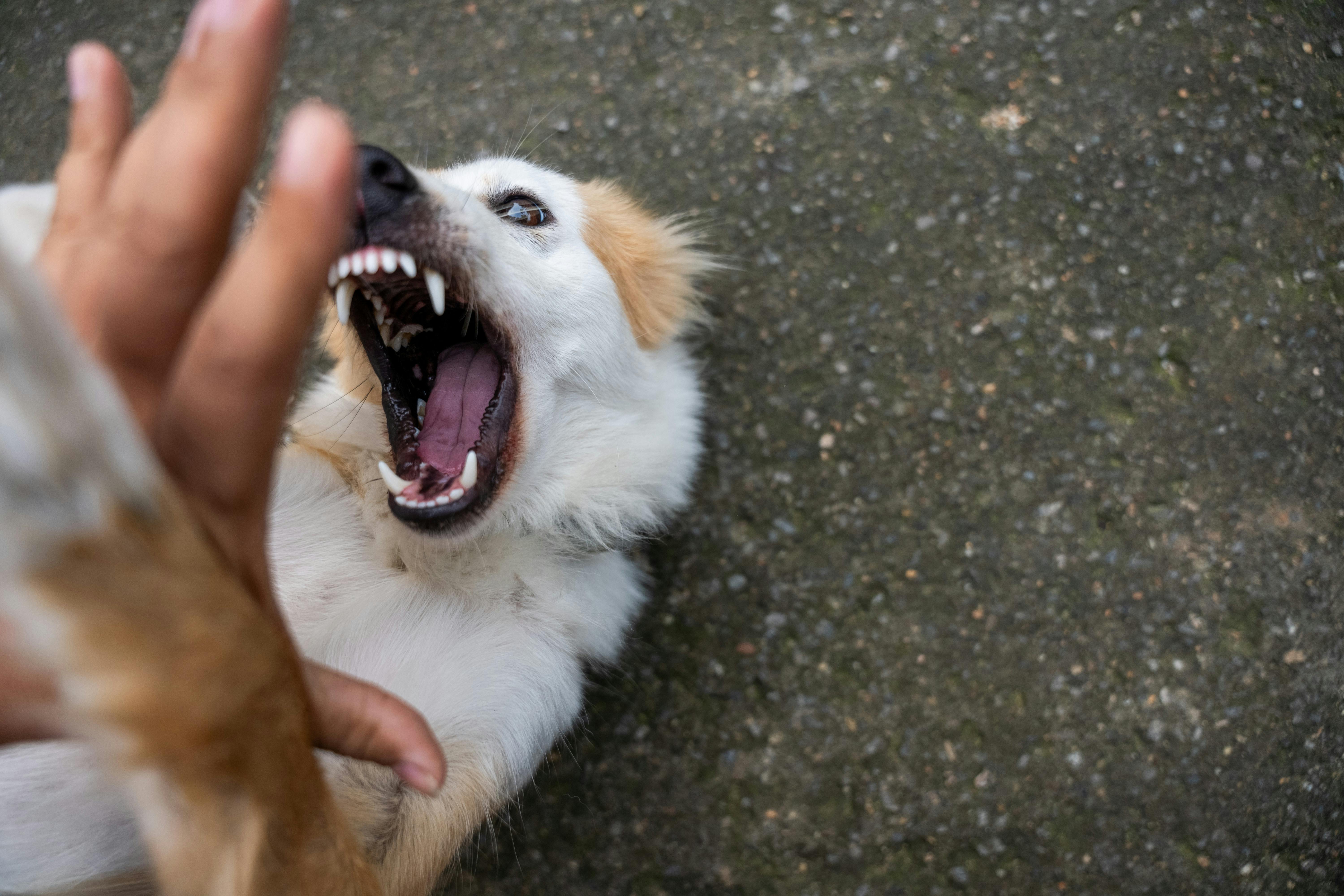 Vigilância orienta sobre prevenção à raiva humana após ataque ou acidente com animais.