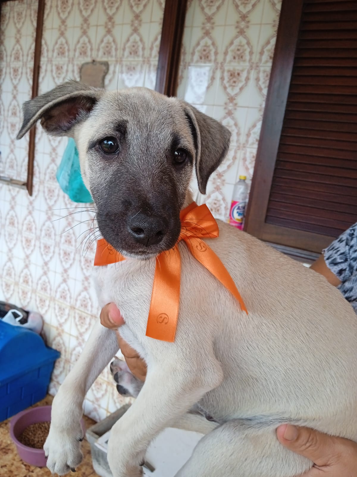 Feira de Adoção de Pets movimenta o domingo no Shopping Plaza Rio das Ostras